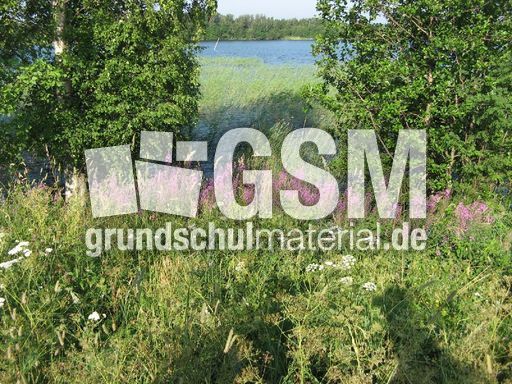 215 Landschaft, Wiesenblumen.JPG